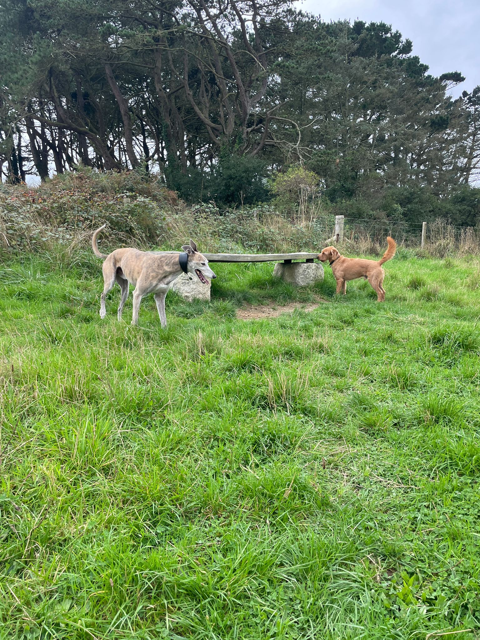 Happy dog at The SANG