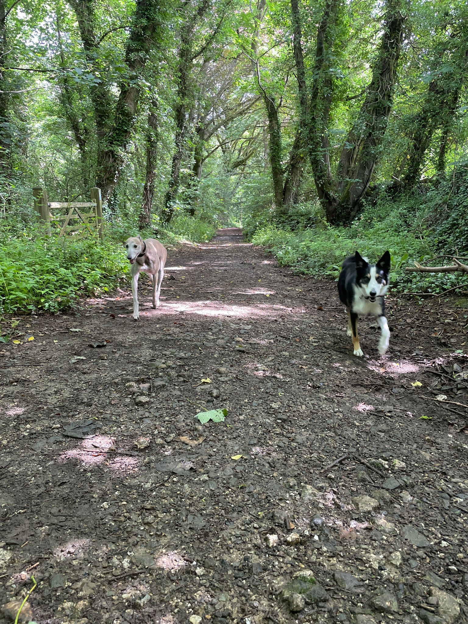 Happy dog in the woods